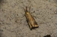 Chrysocrambus linetella
