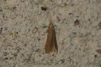 Coleophora