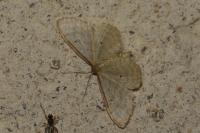 Idaea humiliata