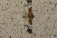 Eupithecia breviculata