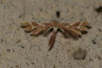 Cnaemidophorus rhododactylus