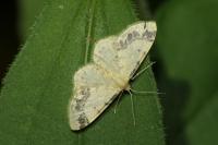 Idaea dimidiata