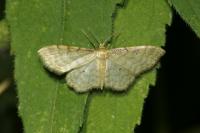 Idaea fuscovenosa