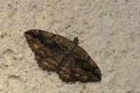 Philereme transversata