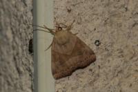 Cosmia trapezina