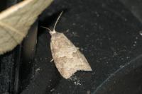 Cnephasia