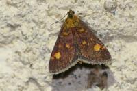 Pyrausta aurata