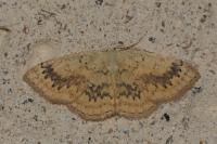 Cyclophora annularia