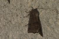 Ipimorpha retusa