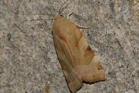 Noctua fimbriata / Noctua tirrenica
