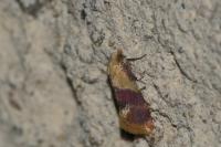 Diceratura ostrinana