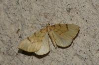 Gandaritis pyraliata