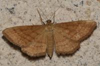 Idaea ochrata