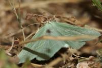 Hemistola chrysoprasaria