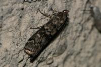 Dioryctria
