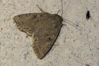 Fissipunctia ypsillon