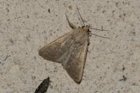 Hoplodrina