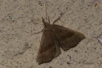 Hypena proboscidalis