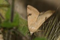 Heliothis peltigera