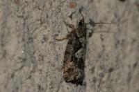 Zeiraphera isertana