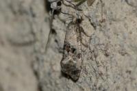 Cochylis posterana