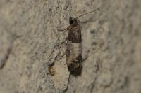 Spilonota ocellana