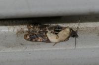 Acleris variegana