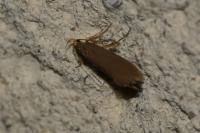 Crassa unitella