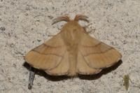 Malacosoma neustria