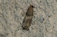 Gypsonoma aceriana