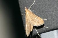 Dolicharthria punctalis