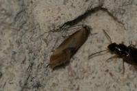 Batia lunaris