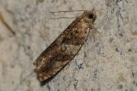 Epinotia abbreviana