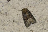 Oligia
