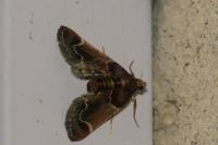 Pyralis farinalis
