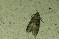 Euzophera pinguis