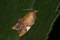 Acleris holmiana