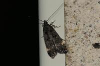 Dichomeris alacella