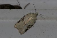 Acleris kochiella
