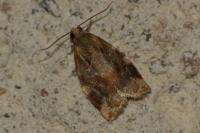 Archips xylosteana