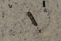 Blastobasis glandulella