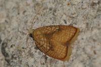 Acleris forsskaleana