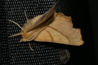 Ennomos fuscantaria