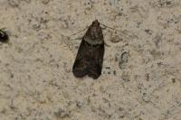 Acrobasis