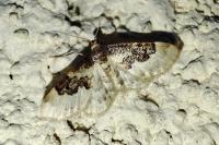 Idaea rusticata