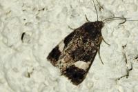 Tyta luctuosa