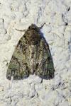 Polyphaenis sericata