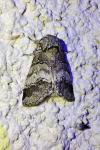 Drymonia querna