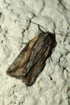Bryophila raptricula