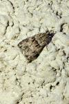 Eudonia mercurella
